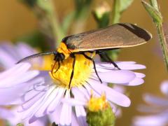 (Yellow-collared Scape Moth) male (Yellow-collared Scape Moth) male