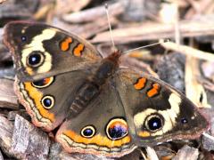 (Common Buckeye) upperside (Common Buckeye) upperside