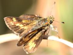 (Peck's Skipper) upperside (Peck's Skipper) upperside