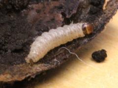 (Acorn Moth) caterpillar (Acorn Moth) caterpillar
