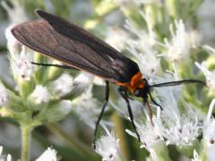 (Yellow-collared Scape Moth) on Tall Boneset (Yellow-collared Scape Moth) on Tall Boneset