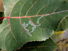 (Aspen Serpentine Leafminer Moth) serpentine mine on Cottonwood (Aspen Serpentine Leafminer Moth) serpentine mine on Cottonwood