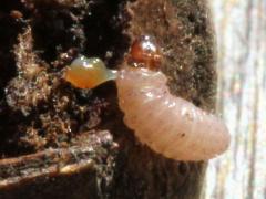 (Acorn Moth) on Bur Oak (Acorn Moth) on Bur Oak