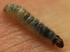 (Acorn Moth) caterpillar (Acorn Moth) caterpillar