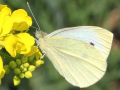 (Cabbage White) male on Charlock (Cabbage White) male on Charlock