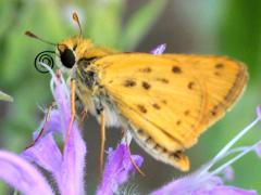 (Fiery Skipper) male on Wild Bergamot (Fiery Skipper) male on Wild Bergamot