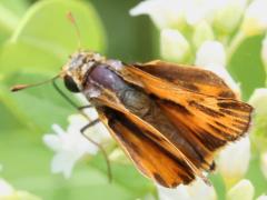 (Fiery Skipper) male on Hemp Dogbane (Fiery Skipper) male on Hemp Dogbane