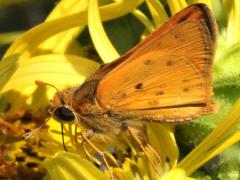 (Fiery Skipper) male underside (Fiery Skipper) male underside