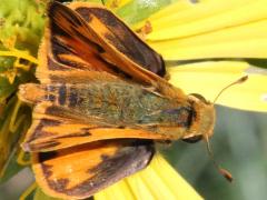 (Fiery Skipper) male upperside (Fiery Skipper) male upperside
