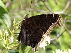 (Mourning Cloak) underside (Mourning Cloak) underside