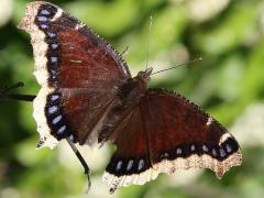 (Mourning Cloak) upperside (Mourning Cloak) upperside