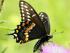 (Black Swallowtail) male underside (Black Swallowtail) male underside
