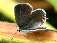 (Eastern Tailed Blue) female upperside (Eastern Tailed Blue) female upperside