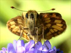 (Peck's Skipper) face on Hoary Vervain (Peck's Skipper) face on Hoary Vervain