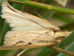 (Sod Webworm Moth) upperside (Sod Webworm Moth) upperside