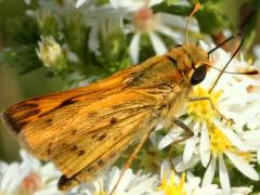 (Fiery Skipper) male on Heath Aster (Fiery Skipper) male on Heath Aster