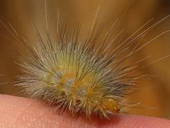 (Virginian Tiger Moth) caterpillar Aleksandra (Virginian Tiger Moth) caterpillar Aleksandra