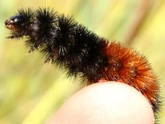 (Isabella Tiger Moth) caterpillar Edgar (Isabella Tiger Moth) caterpillar Edgar