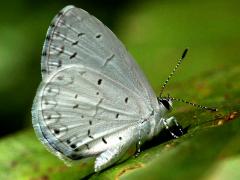 (Summer Azure) underside (Summer Azure) underside