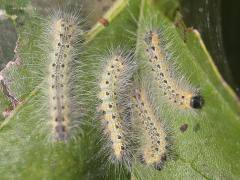 (Fall Webworm Moth) caterpillars (Fall Webworm Moth) caterpillars