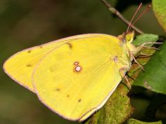 (Orange Sulfur) female (Orange Sulfur) female
