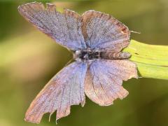 (Eastern Tailed Blue) upperside (Eastern Tailed Blue) upperside