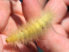 (Virginian Tiger Moth) caterpillar Alexandra (Virginian Tiger Moth) caterpillar Alexandra