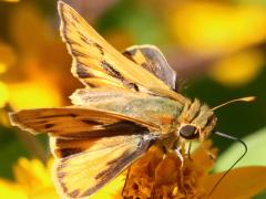 (Fiery Skipper) male upperside on Butter Daisy (Fiery Skipper) male upperside on Butter Daisy