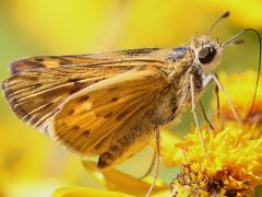 (Fiery Skipper) underside on Butter Daisy (Fiery Skipper) underside on Butter Daisy