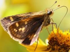 (Peck's Skipper) female underside on Butter Daisy (Peck's Skipper) female underside on Butter Daisy