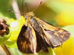(Peck's Skipper) male upperside on Butter Daisy (Peck's Skipper) male upperside on Butter Daisy