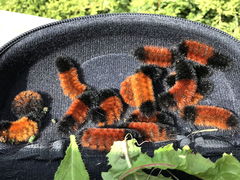(Isabella Tiger Moth) caterpillars (Isabella Tiger Moth) caterpillars