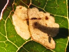 (Antispila Shield-bearing Moth) upperside backlit mine on Gray Dogwood (Antispila Shield-bearing Moth) upperside backlit mine on Gray Dogwood