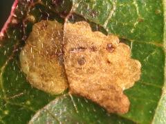 (Antispila Shield-bearing Moth) upperside mine on Gray Dogwood (Antispila Shield-bearing Moth) upperside mine on Gray Dogwood