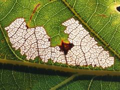 (Parornix Leafminer Moth) backlit mine on White Oak (Parornix Leafminer Moth) backlit mine on White Oak