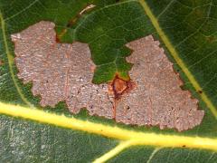 (Parornix Leafminer Moth) upperside mine on White Oak (Parornix Leafminer Moth) upperside mine on White Oak