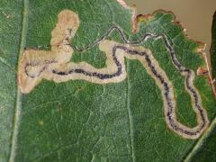 (Oak Pygmy Leafminer Moth) upperside mine on White Oak (Oak Pygmy Leafminer Moth) upperside mine on White Oak