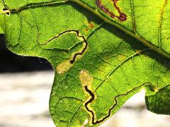 (Oak Pygmy Leafminer Moth) backlit mines on Bur Oak (Oak Pygmy Leafminer Moth) backlit mines on Bur Oak
