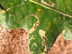 (Oak Pygmy Leafminer Moth) upperside mines on Bur Oak (Oak Pygmy Leafminer Moth) upperside mines on Bur Oak