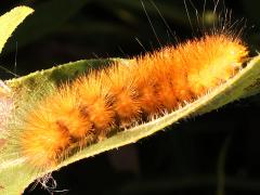 (Virginian Tiger Moth) caterpillar (Virginian Tiger Moth) caterpillar