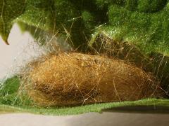 (Virginian Tiger Moth) cocoon Oct 2 (Virginian Tiger Moth) cocoon Oct 2