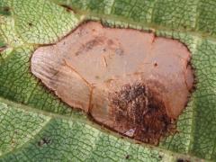 (Aspilanta Leafminer Moth) underside mine on Riverbank Grape (Aspilanta Leafminer Moth) underside mine on Riverbank Grape