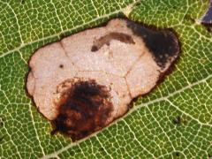 (Aspilanta Leafminer Moth) upperside backlit caterpillar mine on Riverbank Grape (Aspilanta Leafminer Moth) upperside backlit caterpillar mine on Riverbank Grape