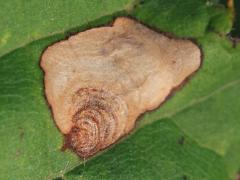 (Aspilanta Leafminer Moth) upperside mine on Riverbank Grape (Aspilanta Leafminer Moth) upperside mine on Riverbank Grape