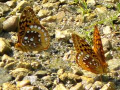 (Great Spangled Fritillary) puddling (Great Spangled Fritillary) puddling
