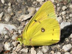 (Orange Sulfur) male underside (Orange Sulfur) male underside