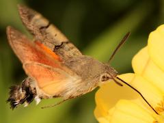 (Eurasian Hummingbird Hawkmoth) hovering nectaring profile