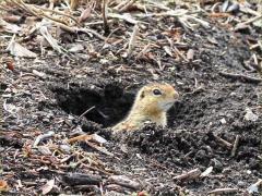 (Thirteen-lined Ground Squirrel) burrow (Thirteen-lined Ground Squirrel) burrow