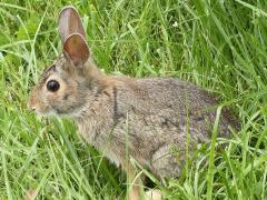 (Eastern Cottontail) standing (Eastern Cottontail) standing