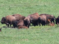 (American Bison) herd (American Bison) herd